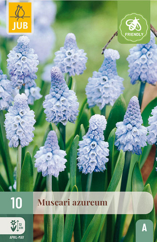 X 10 MUSCARI AZUREUM