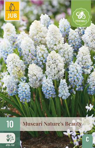 X 10 MUSCARI NATURES BEAUTY