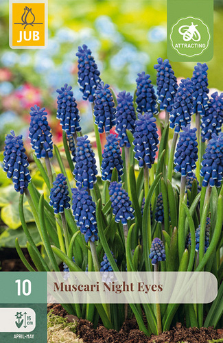 X 10 MUSCARI NIGHT EYES