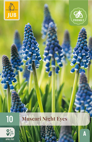 X 10 MUSCARI NIGHT EYES