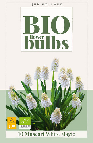 X 10 MUSCARI WHITE MAGIC - BIO