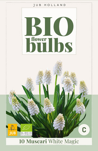 X 10 MUSCARI WHITE MAGIC - BIO