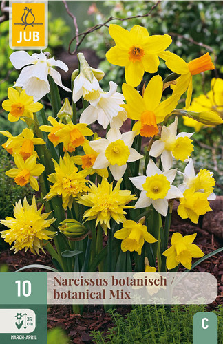 X 10 NARCISSUS BOTANISCH MIX