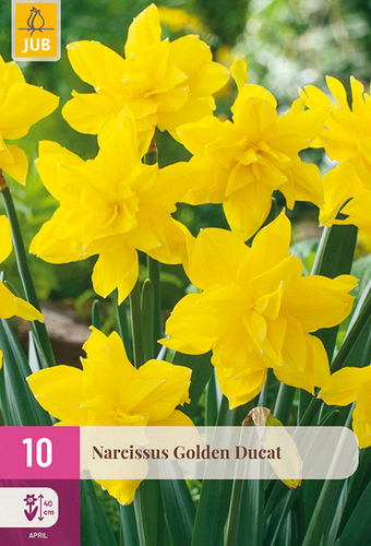 X 10 NARCISSUS GOLDEN DUCAT