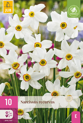 X 10 NARCISSUS RECURVUS