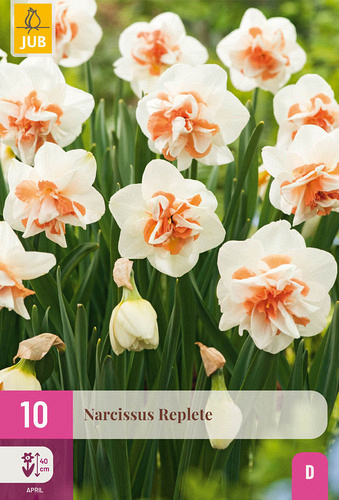 X 10 NARCISSUS REPLETE