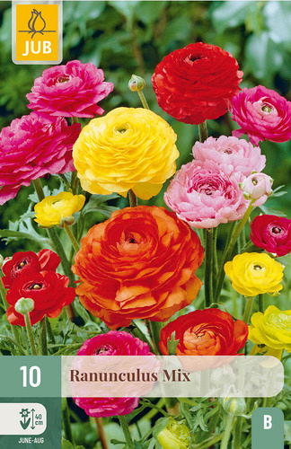 X 10 RANUNCULUS MIX