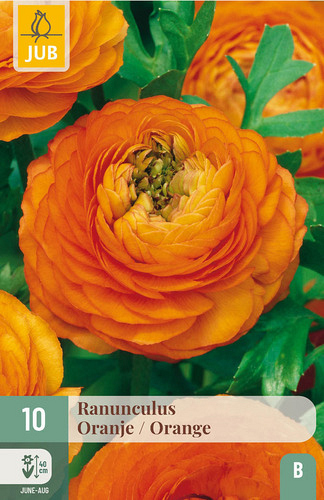 X 10 RANUNCULUS ORANJE VJ