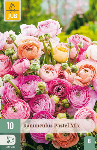 X 10 RANUNCULUS PASTEL MIX VJ