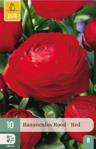 X 10 RANUNCULUS ROOD