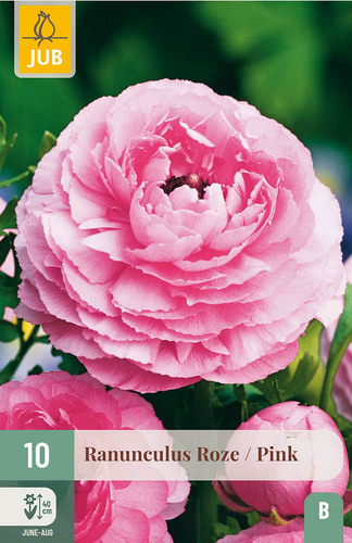 X 10 RANUNCULUS ROZE
