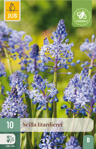 X 10 SCILLA LITARDIEREI