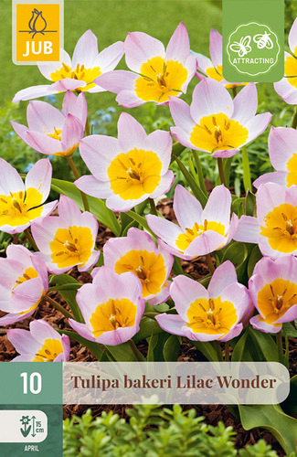 X 10 TULIPA BAKERI LILAC WONDER