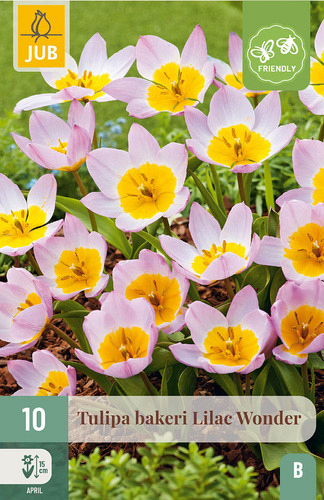 X 10 TULIPA BAKERI LILAC WONDER