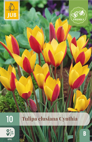 X 10 TULIPA CLUSIANA CYNTHIA