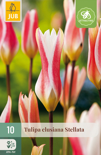 X 10 TULIPA CLUSIANA STELLATA