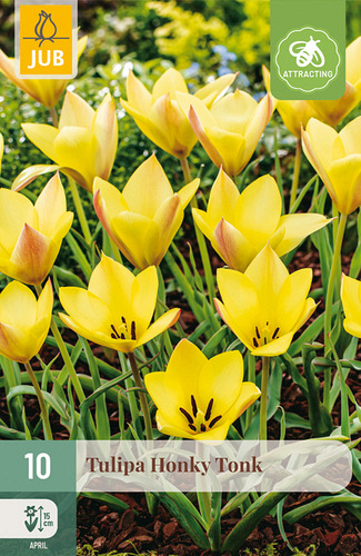 X 10 TULIPA HONKY TONK