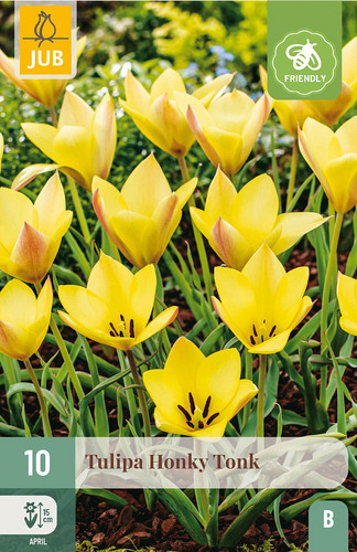 X 10 TULIPA HONKY TONK