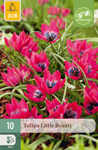 X 10 TULIPA LITTLE BEAUTY