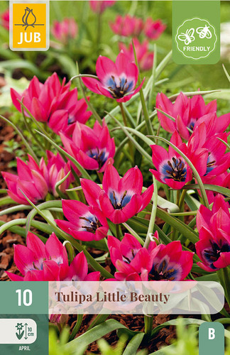 X 10 TULIPA LITTLE BEAUTY
