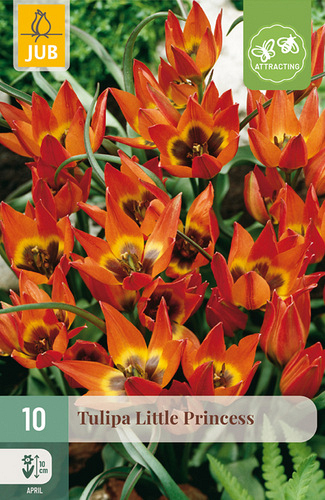 X 10 TULIPA LITTLE PRINCESS