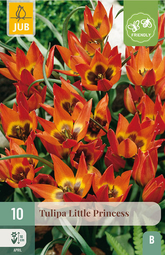 X 10 TULIPA LITTLE PRINCESS