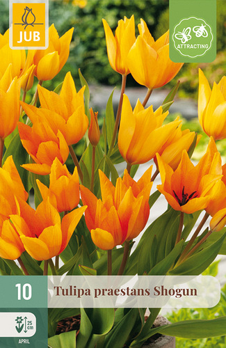 X 10 TULIPA PRAESTANS SHOGUN