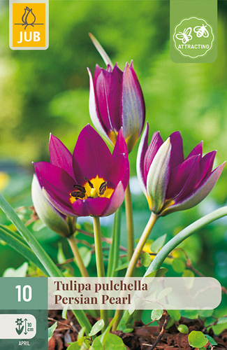 X 10 TULIPA PULCH. PERSIAN PEARL