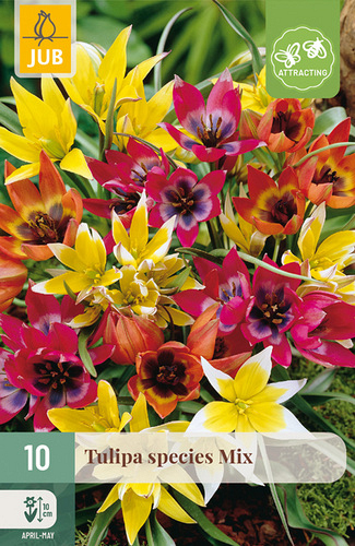 X 10 TULIPA SPECIES MIX