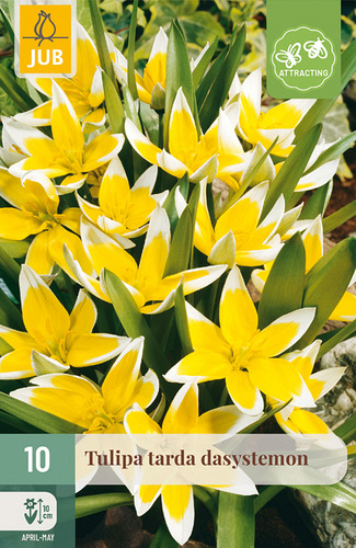 X 10 TULIPA TARDA DASYSTEMON