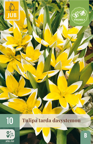 X 10 TULIPA TARDA DASYSTEMON