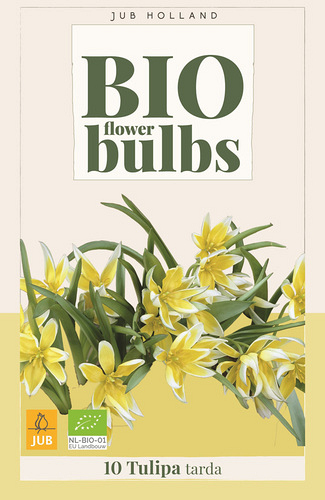 X 10 TULIPA TARDA - BIO