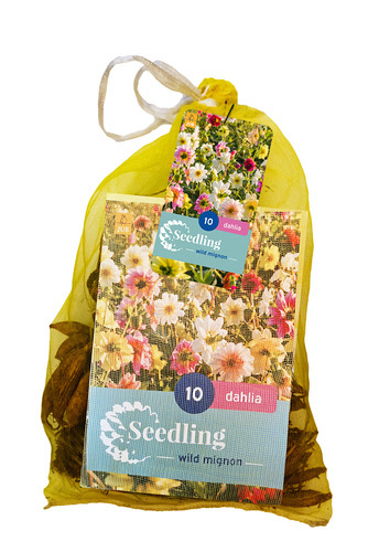 X 10 ZAAD DAHLIA MIGNON MIX