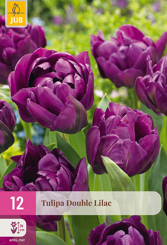 X 12 TULIPA DOUBLE LILAC