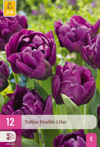 X 12 TULIPA DOUBLE LILAC