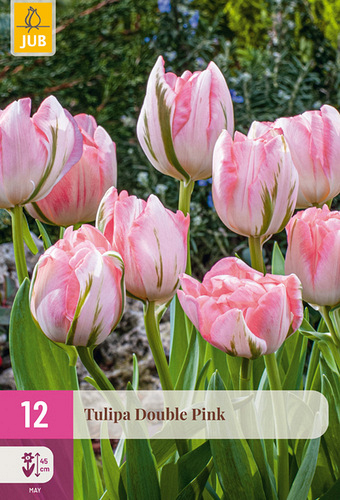 X 12 TULIPA DOUBLE PINK