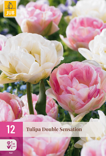 X 12 TULIPA DOUBLE SENSATION