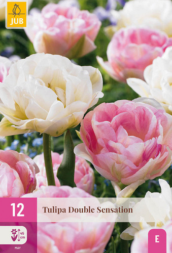 X 12 TULIPA DOUBLE SENSATION