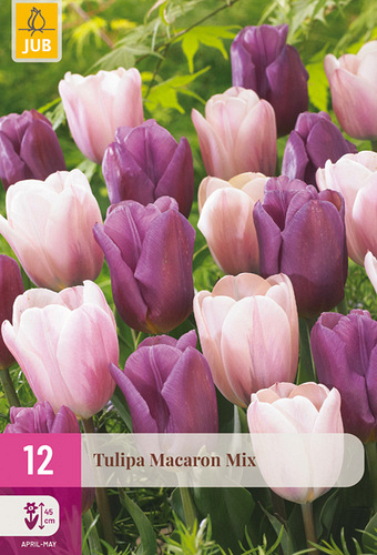 X 12 TULIPA MACARON MIX