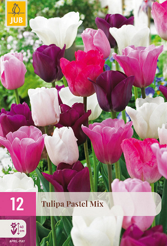 X 12 TULIPA PASTEL MIX