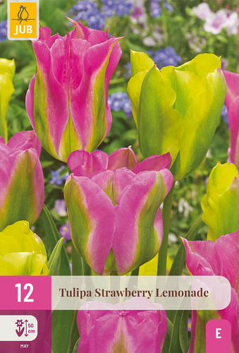 X 12 TULIPA STRAWBERRY LEMONADE