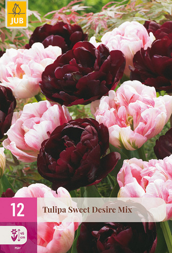 X 12 TULIPA SWEET DESIRE MIX