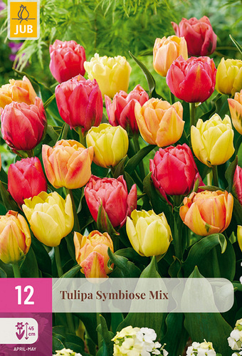 X 12 TULIPA SYMBIOSE MIX