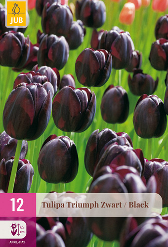 X 12 TULIPA TRIUMPH ZWART