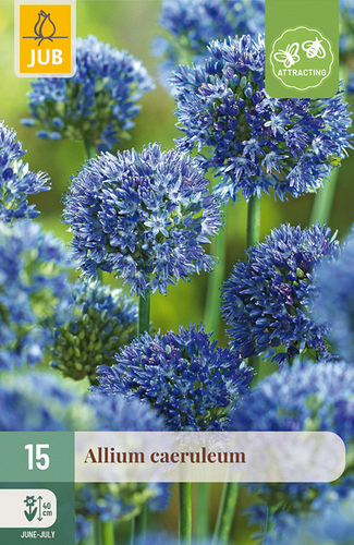 X 15 ALLIUM CAERULEUM