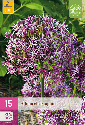 X 15 ALLIUM CHRISTOPHII