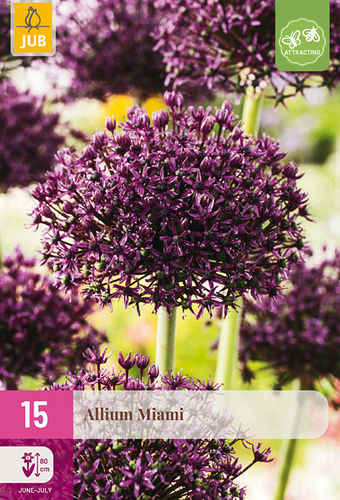 X 15 ALLIUM MIAMI