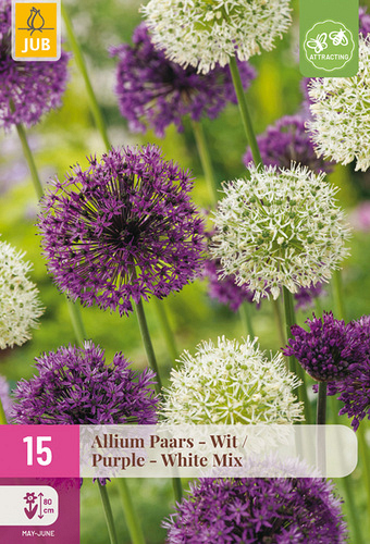 X 15 ALLIUM PAARS - WIT