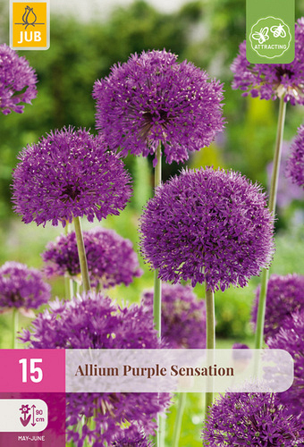 X 15 ALLIUM PURPLE SENSATION