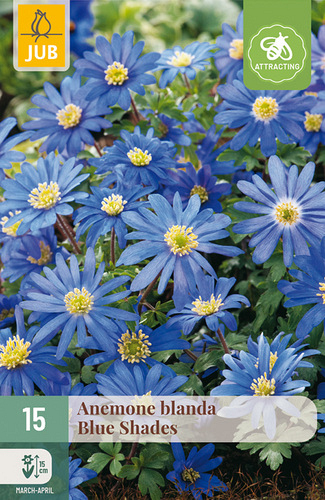 X 15 ANEMONE BLANDA BLUE SHADES